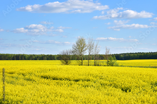 Fototapeta Naklejka Na Ścianę i Meble -  Countryside with yellow oilseed rape field on blue sky background.