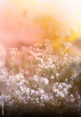 This is the grass flowers and light.