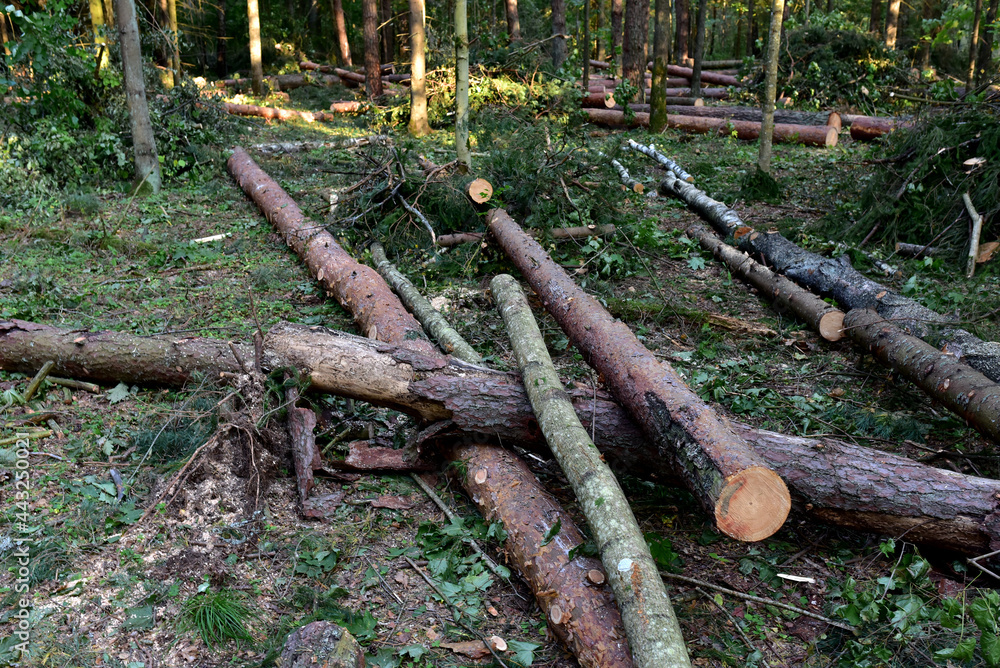 Deforestation forest and Illegal logging. Cutting trees. Stacks of cut wood. Wood logs, timber logging, industrial destruction. Forests illegal disappearing. Environmetal and ecological issues Deforestation forest and Illegal logging. Cutting trees. Stacks of cut wood. Wood logs, timber logging, industrial destruction. Forests illegal disappearing. Environmetal and ecological issues