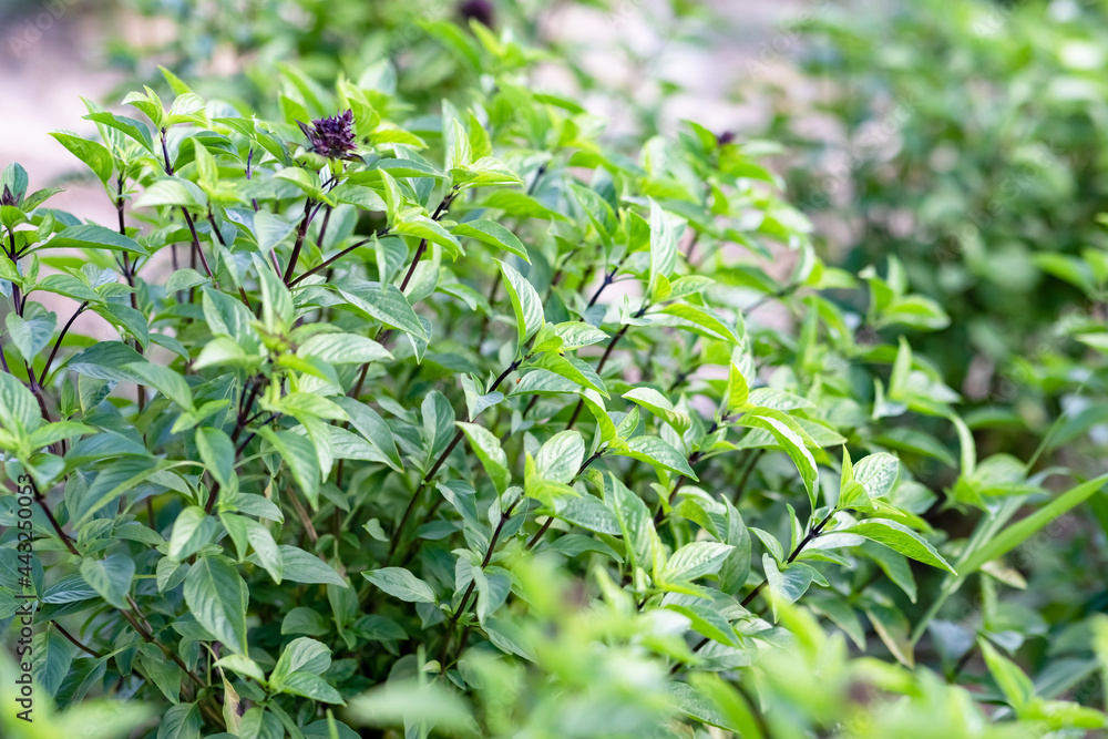 This is the green plant. This is the green plant.