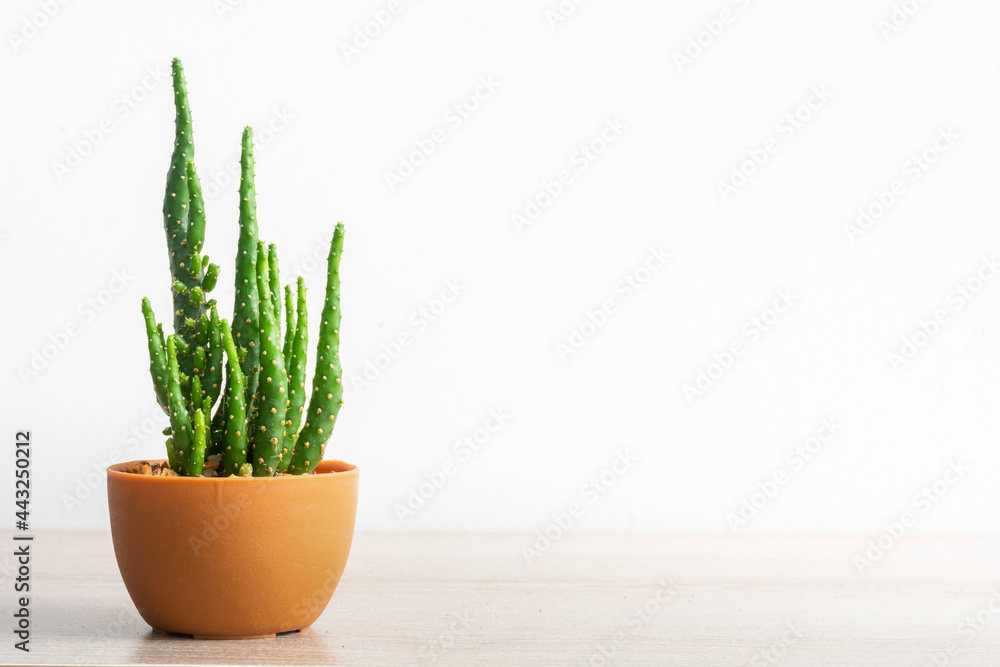 Opuntia monacantha cactus, small plants grown in orange pots on wooden table and white wall background. Opuntia monacantha cactus, small plants grown in orange pots on wooden table and white wall background.