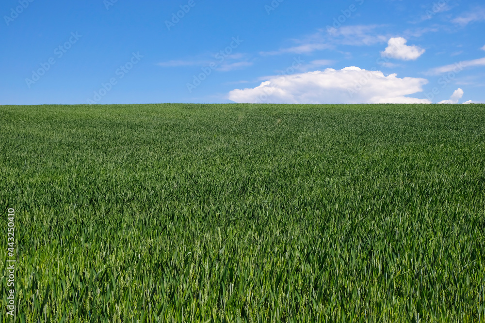 Green wheat field in Ukraine. Copy space.
