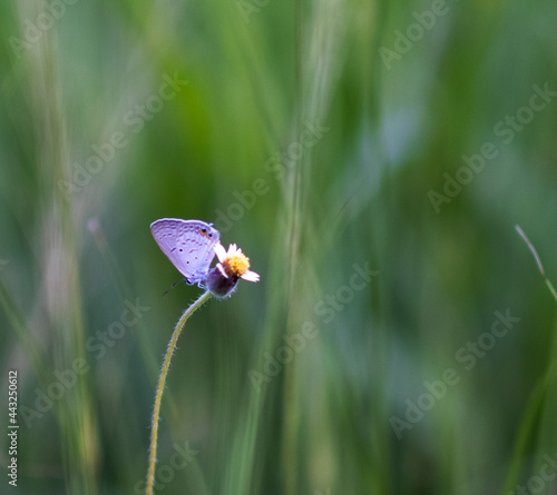 butterfly on a flower © boonchob chuaynum