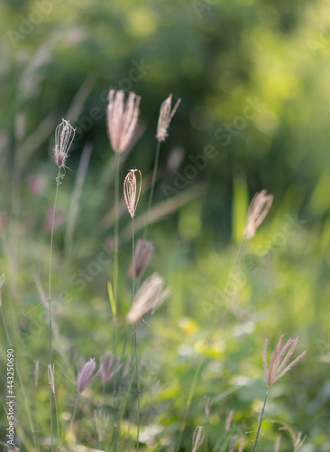 This is the grass flowers and light.  © boonchob chuaynum