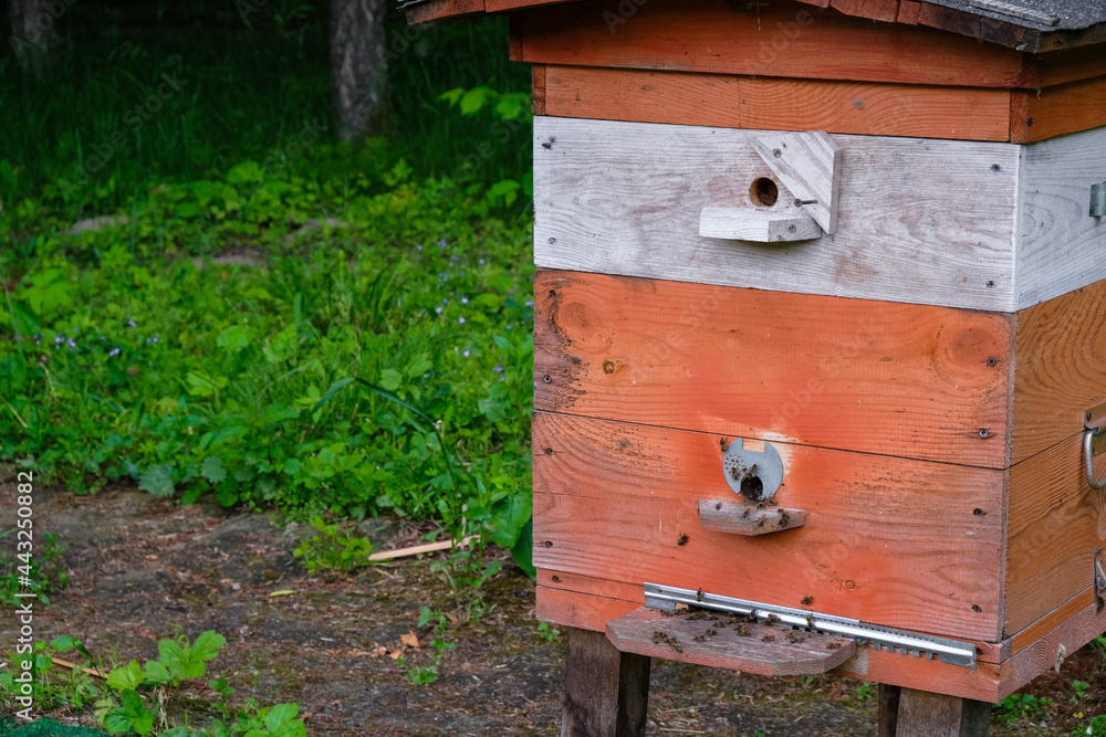 Orange hive. Ecological forest apiary in Ukraine. Copy space. Orange hive. Ecological forest apiary in Ukraine. Copy space.