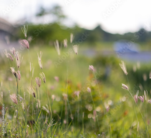 Fototapeta Naklejka Na Ścianę i Meble -  This is the grass flowers and light.
