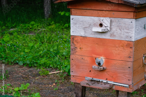 Orange hive. Ecological forest apiary in Ukraine. Copy space.