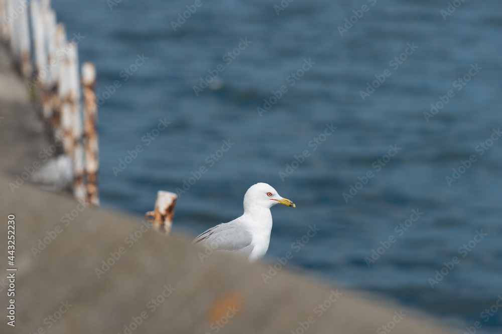 seagull on the pier seagull on the pier