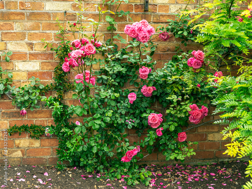 Pink climbing roses in a walled garden