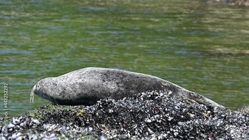 Harbor (or harbour) seal (Phoca vitulina), also known as the common seal, lying on a rock with some purple sea star, at Whytecliff Park which is the first Marine Protected Area in Canada