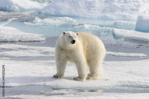 Polar bear (Ursus maritimus) on the pack ice north of Spitsbergen Island, Svalbard, Norway, Scandinavia, Europe