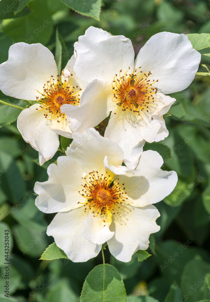three large simple white-yellow roses fully opened three large simple white-yellow roses fully opened