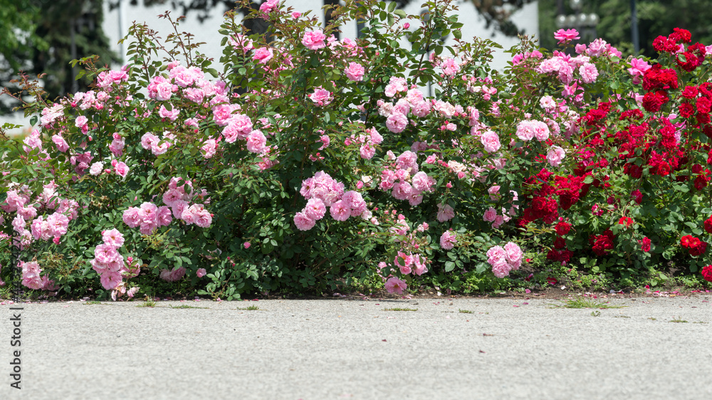 rose bushes and asphalt (or space for text) on a summer's day