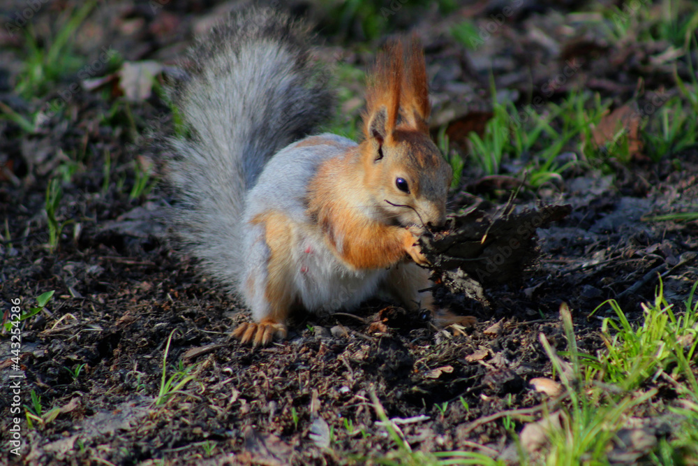 squirrel in the park squirrel in the park