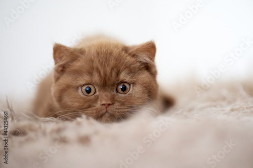Katzenbaby Kitten in cinamon Geschwister edel und hübsch