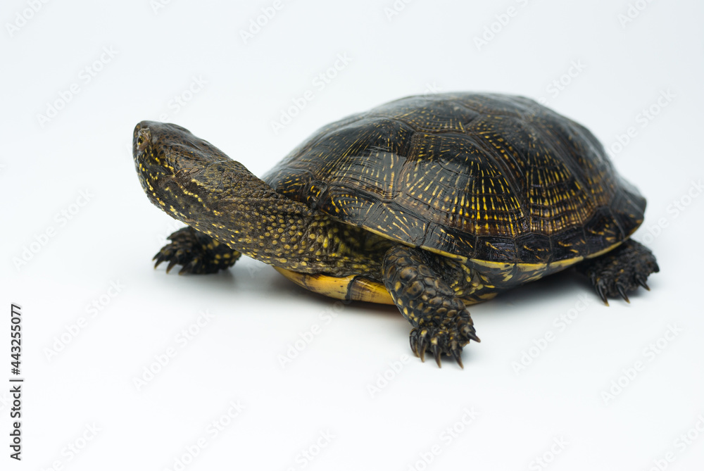 Obraz premium European marsh turtle isolated on white background