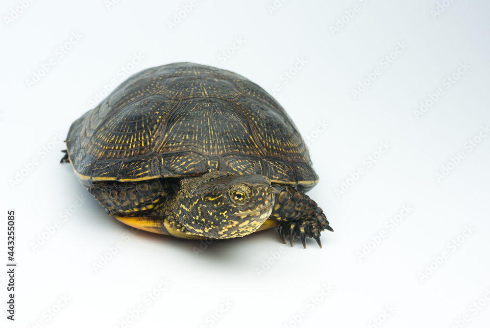 European marsh turtle isolated on white background European marsh turtle isolated on white background