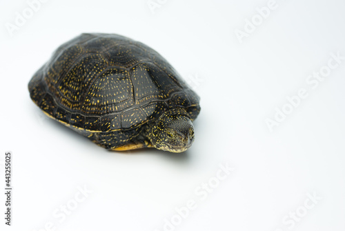 European marsh turtle isolated on white background