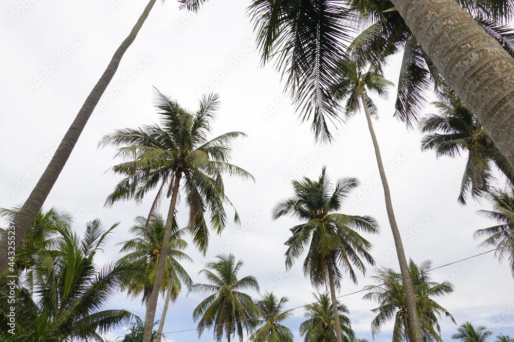 Fototapeta premium Coconut palm trees tropical view