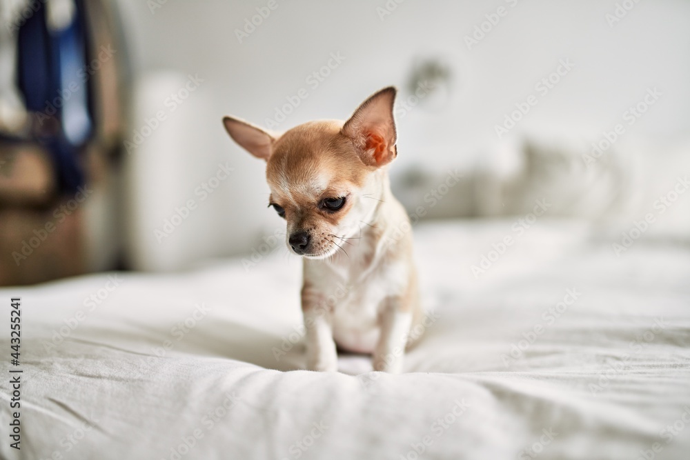 Beautiful small chihuahua puppy standing on the bed curious and happy, healthy cute babby dog at home Beautiful small chihuahua puppy standing on the bed curious and happy, healthy cute babby dog at home
