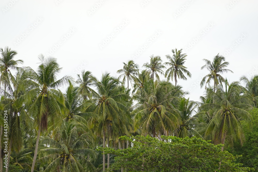 Coconut palm trees tropical view Coconut palm trees tropical view