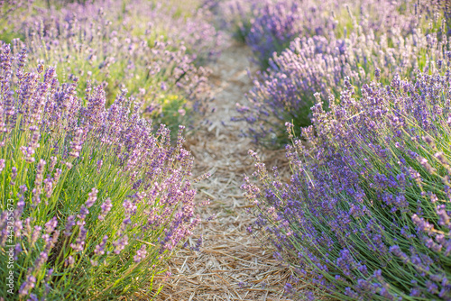 avender bushes on the field at sunrise. wonderful background. Purple flowers.