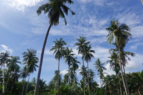 Coconut palm trees tropical view
