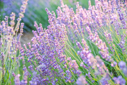 Fototapeta Naklejka Na Ścianę i Meble -  avender bushes on the field at sunrise. wonderful background. Purple flowers.