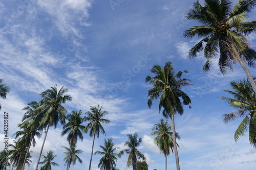 Coconut palm trees tropical view