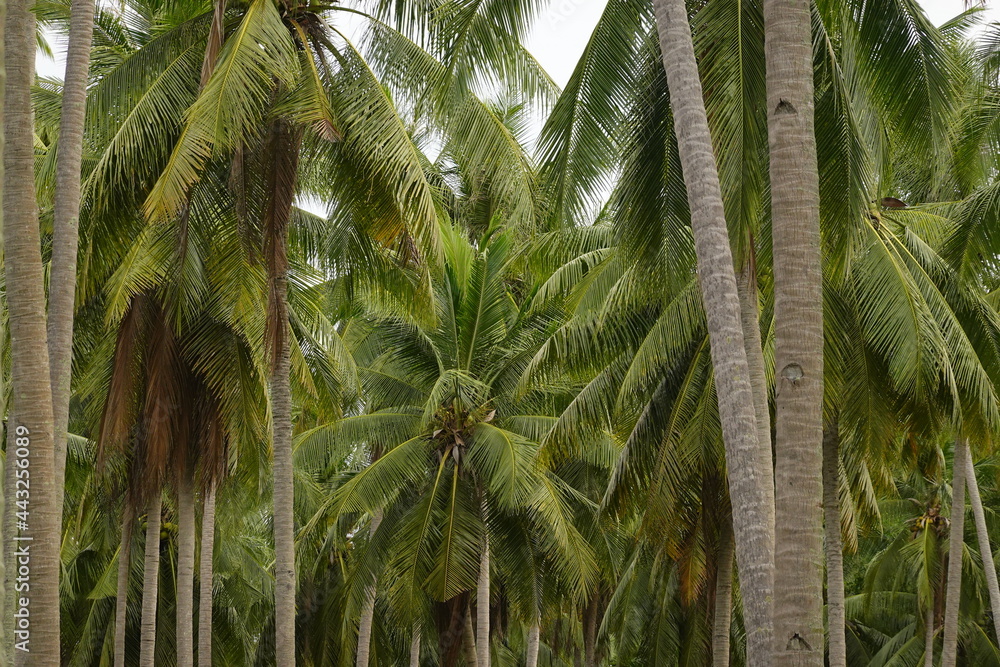 Naklejka premium Coconut palm trees tropical view