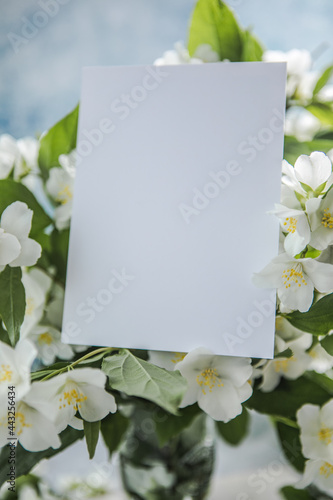 Blank with  bouquet of jasmine flowers on a blue background. Spring flowers.