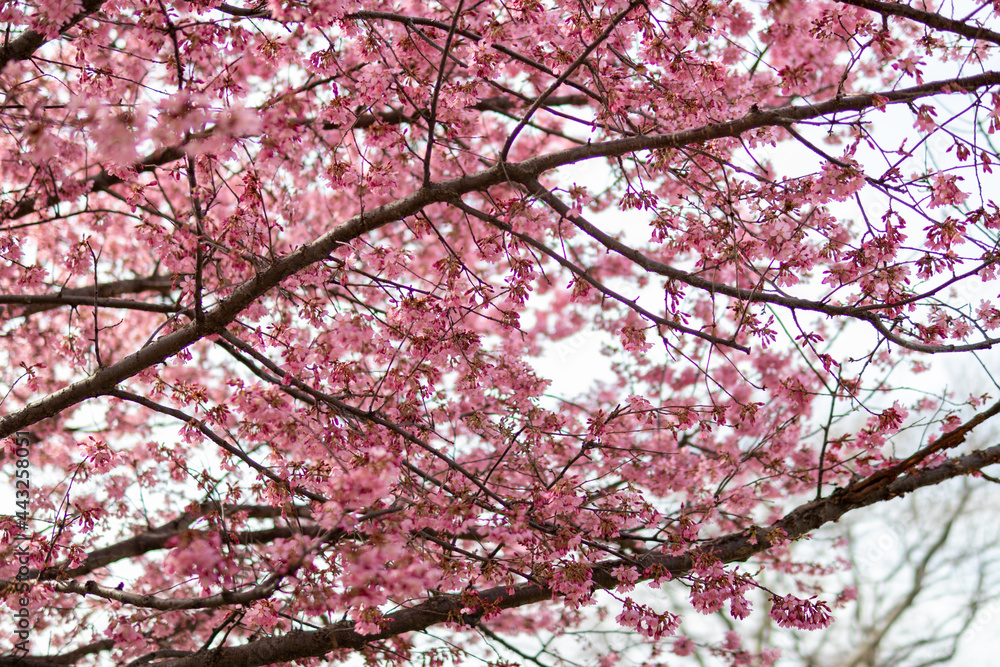 Beautiful Flowering Pink Cherry Blossom Tree Branches during Spring in Williamsburg Brooklyn of New York City Beautiful Flowering Pink Cherry Blossom Tree Branches during Spring in Williamsburg Brooklyn of New York City