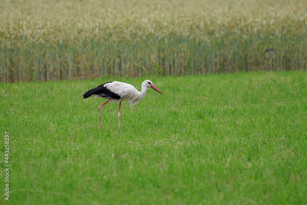 Fototapeta premium ein einzelner weißstorch sucht in der wiese nach nahrung