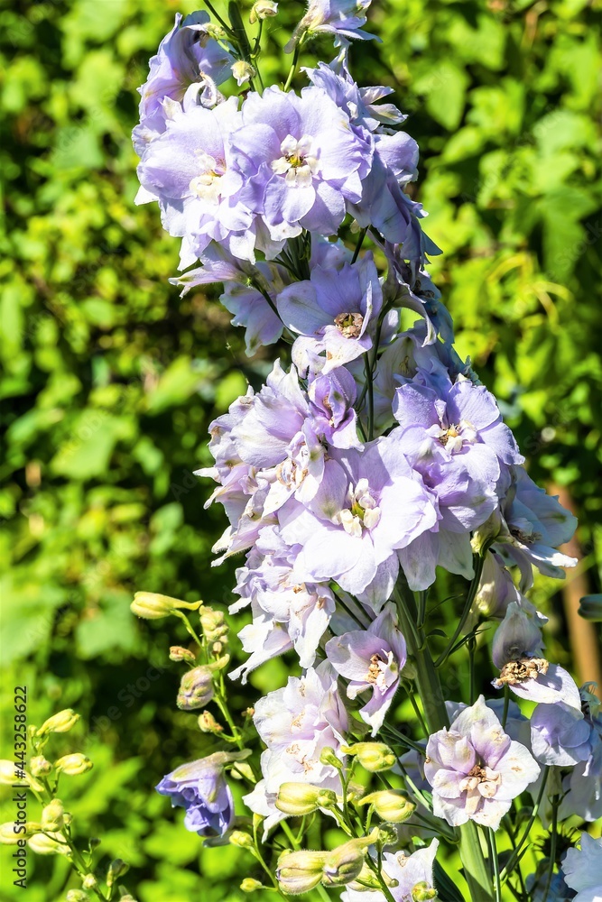 Purple delphinium flowers on a thick stem as a natural background. Purple delphinium flowers on a thick stem as a natural background.