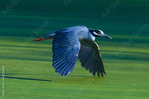 blue bird on a green background