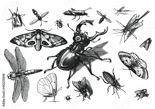 Save the insects! Set of antique drawings of beetles, bugs, butterflies, wasps, bees and damselflies. 