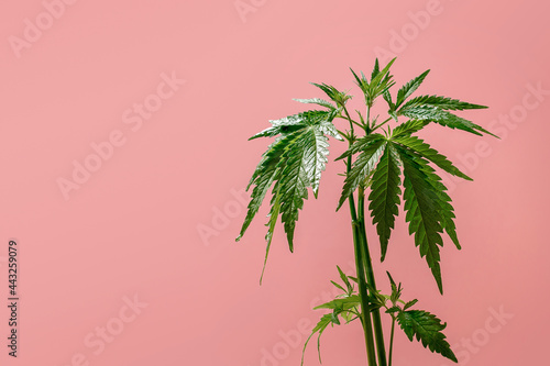Cannabis bush on a pastel background. Large green leaves of marijuana close up