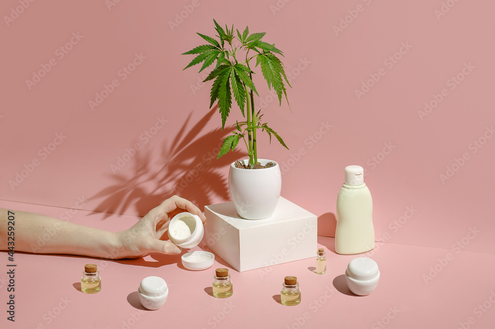 Marijuana bush in a white pot and hemp cosmetic products on a pastel background.