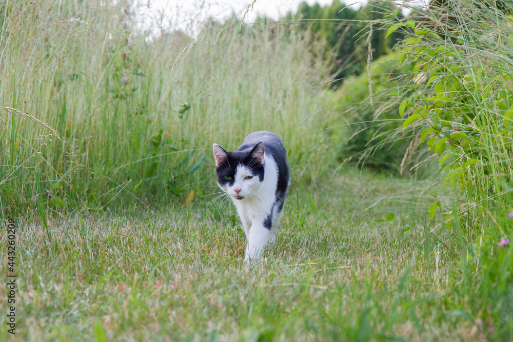 Black and white cat walking among grass in a garden