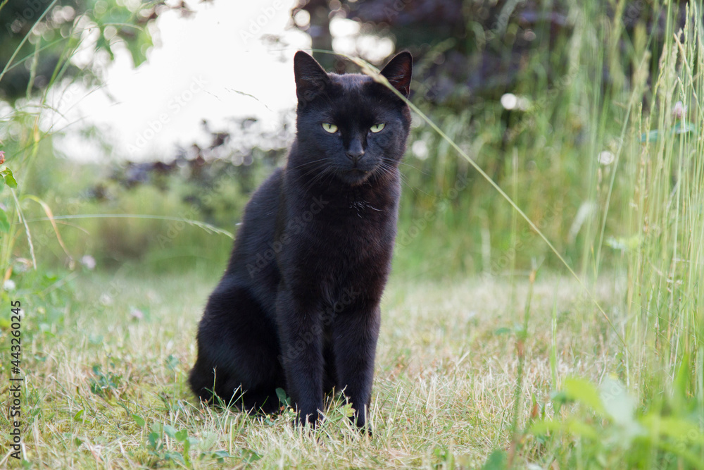 Black cat sitting among grass in a garden Black cat sitting among grass in a garden