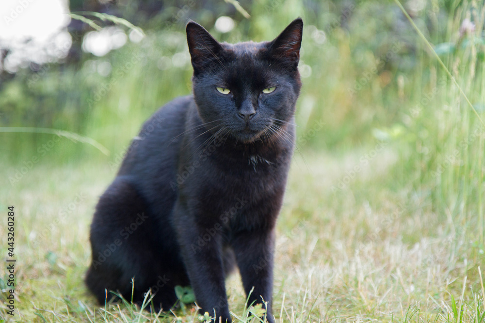 Black cat sitting among grass in a garden