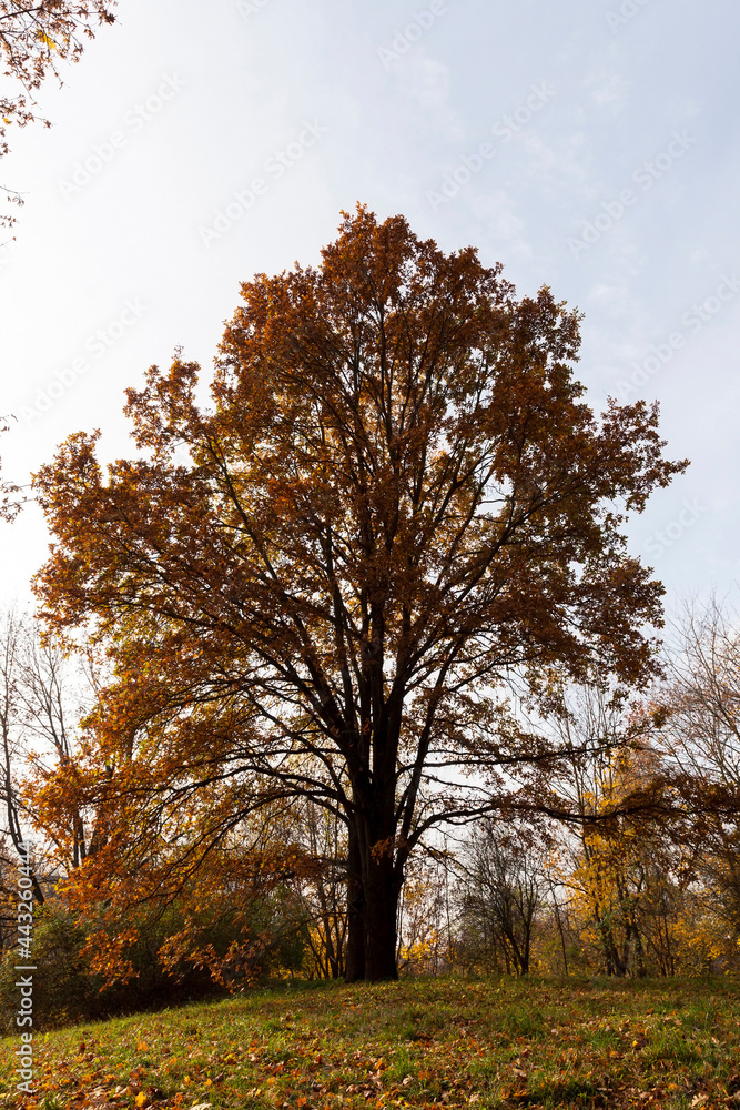 Park in the autumn