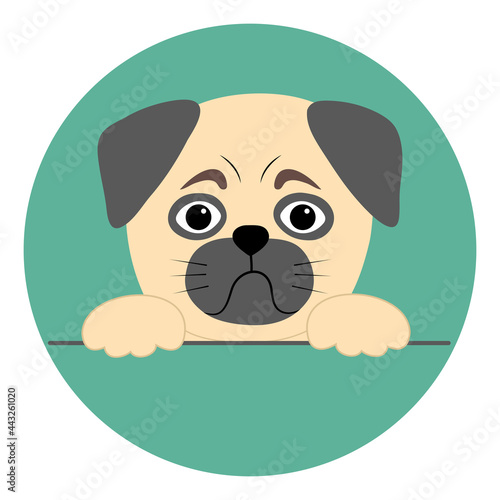 Pug puppy in a simple cartoon style. Vector illustration of a pet with a pathetic face on a round turquoise background. Ideal for advertising an animal nursery