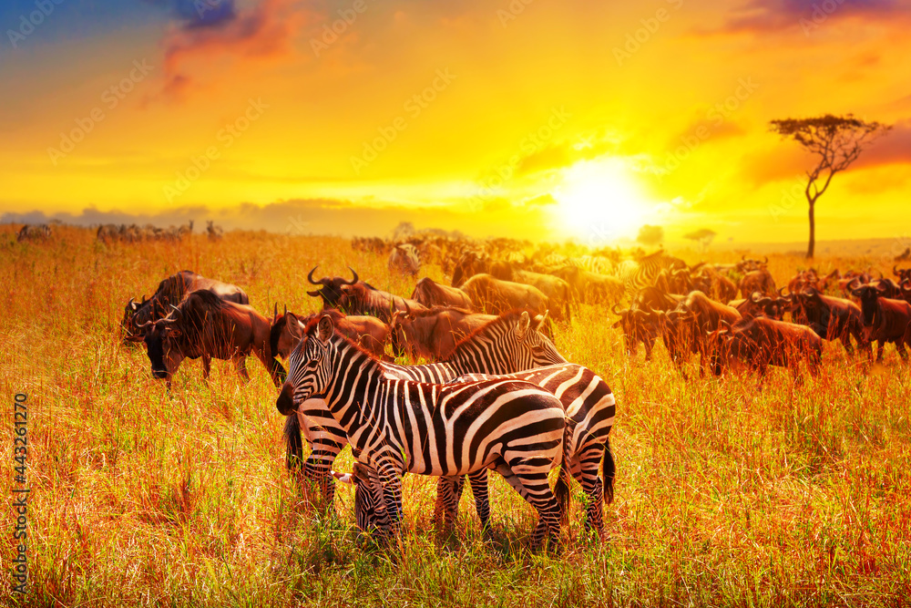 Fototapeta premium Zebra and wildebeests group with amazing sunset in african savannah. Serengeti National Park, Tanzania. Wild nature african landscape and safari concept