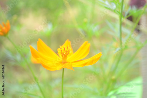 Yellow flower blurred background. Flower background photo