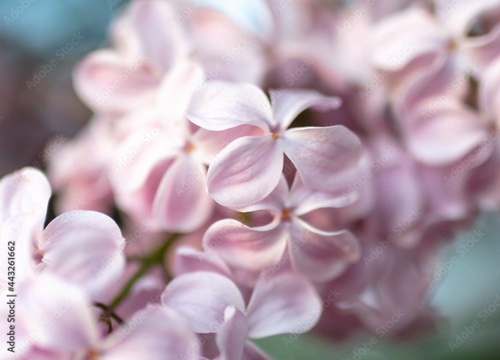 Beautiful lilac flowers in nature. Beautiful lilac flowers in nature.