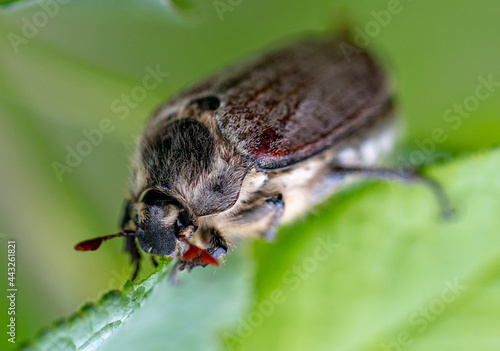 Close-up of a beetle on a green leaf.