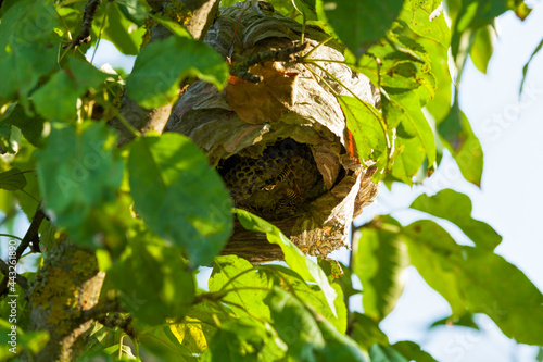 wasp hive made by wasps