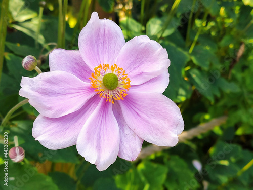 pink and white flower