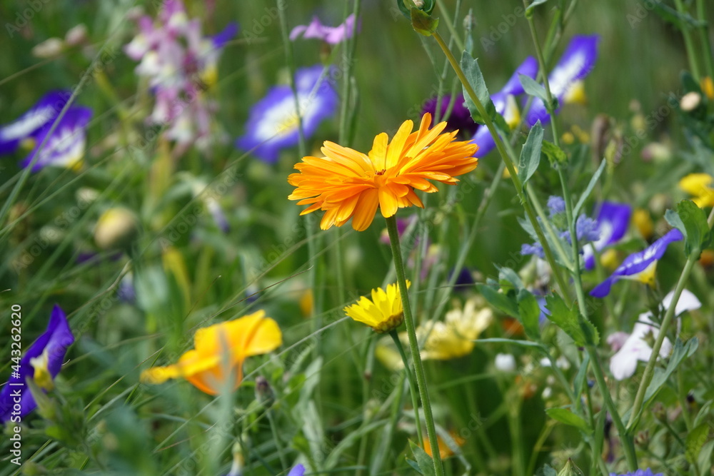 Fototapeta premium Blumenwiese